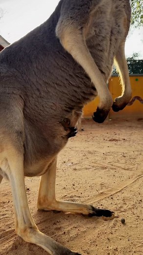 Alvin and the Chipmunks Mega Bounce Battle - Adorable Baby Animals Encounter!