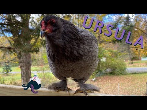 Ranking My Chicken Breeds - Green Queen Bantam