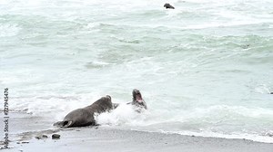 4K HD Video of elephant seals hauled out on a beach in Northern California. Males fighting in dominant one pushing the other back out into the ocean.