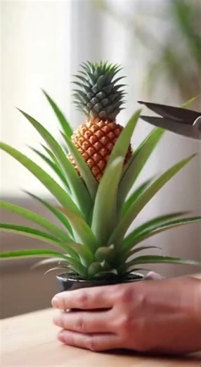 Le truc des jardiniers pour un ananas à la maison