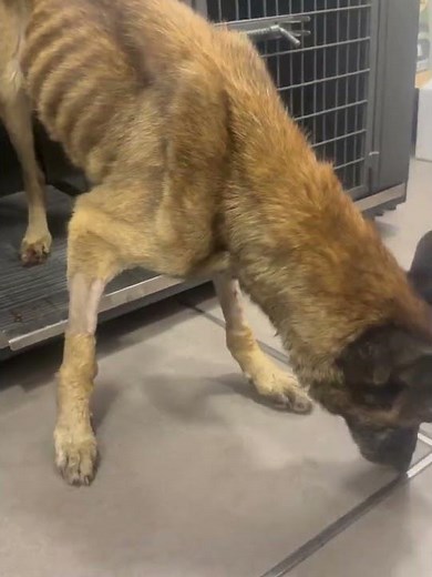 Emaciated Malinois Collapses On Porch In Last-Ditch Effort To Survive [STORY BELOW]