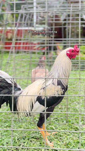 Silver Grey Rabbit Pair Material Breeding