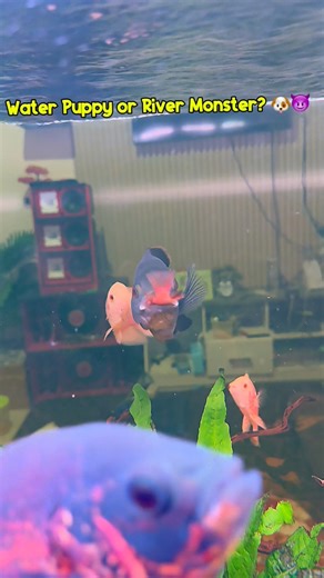 People call them 'Water Puppies' until they see them eat! 😅 My Tiger Oscar showing off its skills today. The Albino crew is just waiting for their turn. What are you feeding your monsters today? 🥘✨ #Aquarium #FishKeeper #MonsterFishNetwork #OscarFishLover #FishFeeding | Raya Kiting