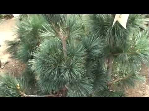 Vanderwolf's Pyramid Limber Pine 30 sec Plant of the Day - Pinus flexilis 'Vanderwolf's Pyramid'