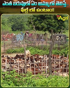 Sheep Farming Business For Beginners. Discover everything you need to know about sheep and goat farming with our detailed guide! From selecting the right breeds to breeding techniques, health management, and sustainable practices, this resource is perfect for beginners and seasoned farmers alike. Learn about feeding, housing, and caring for your animals to ensure a thriving farm. Dive into the world of sheep and goat farming and unlock the secrets to successful breeding! Livestock, Gorrelu, and 