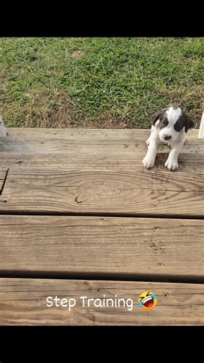 1K views · 28 reactions | Step Training - They all passed! Some were more eager than others. It's so exciting to see the ones that are scared figure it out and then their little tail wags. ❤️ | Peters Family Farm | Facebook