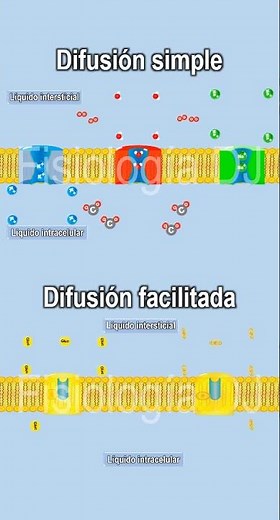 Difusión simple | Difusión facilitada | Difusión simple vs difusión facilitada