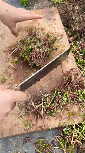 RT 730001mini rotary tillage and ridging all-in one tree 🌴