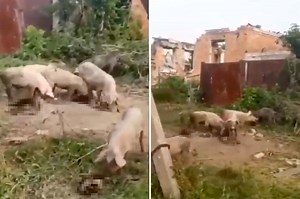 Grisly video shows Ukraine pigs gorging on body of Russian captain