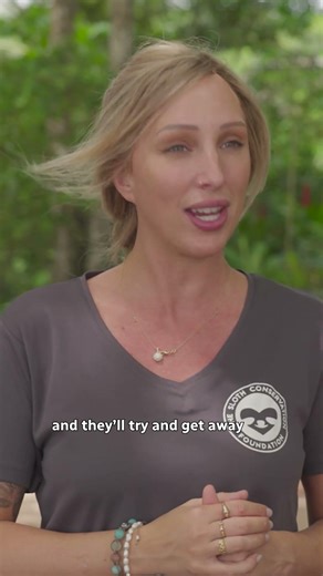 Sloths can go fast!?