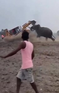 12K views · 93 reactions | Top 17 Animal Attack Situations Recorded by Security Cameras 女vs | Minecraft Club | Facebook