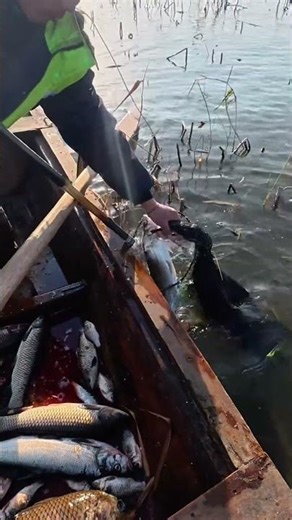 Tin fish hunted by cormorant bird.#fishingbird #hunting