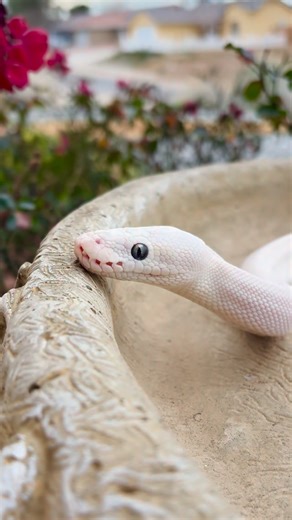 Unknown Exotics🐍 | Beautiful Blue Eye Leucistic Ball Python 🐍 #viral #reptiles #trending #snakes #nature | Instagram