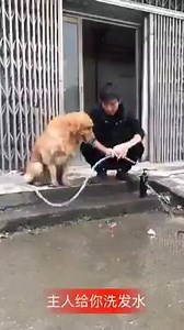 42K views · 240 reactions | Awesome dog!❤ | German Training | Facebook