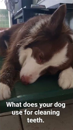 Natural teeth cleaning for dogs - goat horn chew #dogs #petcare #shorts