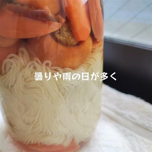お日様染めレポート📝染め始めてから２週間、あまり変化無し(笑)気温があまり上がらなかったから、仕方ない。今後に期待👍️ #毛糸 #ハンドメイド #お日様染め#草木染め #ソーラーダイ#にんじん
