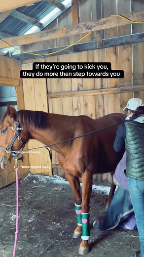 The better your relationship the better your performance. If you’re struggling to find a balanced relationship with your horse, reach out to a trainer who specializes in behavioural issues to help you find common ground. Oh, and you don’t need to hit your horse unless they’re actively attacking you. #horsesontiktok #horses #thoroughbred #equestrianlife #horsetraining #hunterjumpers #horseowner #horselove #loveyou #animalsoftiktok #foryoupage #fyp #fypシ゚ #foru