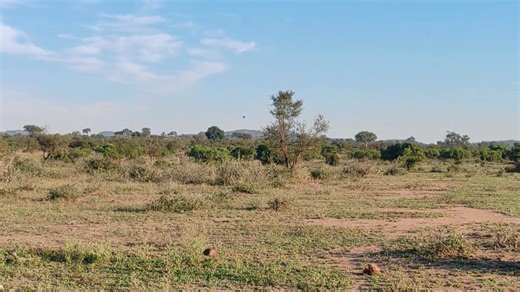 7.9K views · 151 reactions | African Wild Dogs hunting herd of impala #wild #epic #leo #lions #wildlife #nature | African Bush Kingdom | Facebook