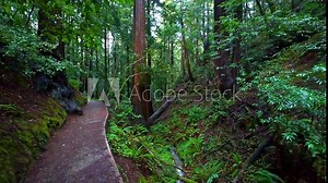 Muir Woods National Monument hiking trail going through scenic old redwoods Stock Video