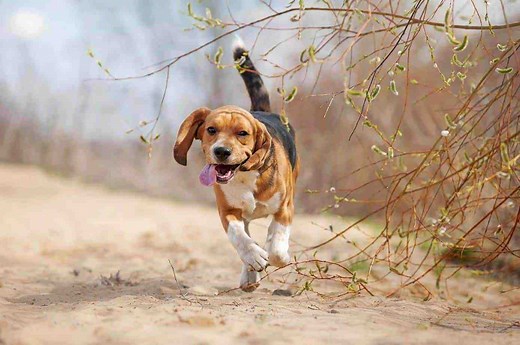 How Much Exercise Does a Beagle Need? Different Life Stages | Dog Advisory Council