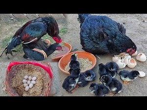 12 Chicks Hatched From 9 Eggs 🙉 | Hen Hatching Eggs 26 Days🥺 | 12 Hen Baby Coming Out | Chick Growth