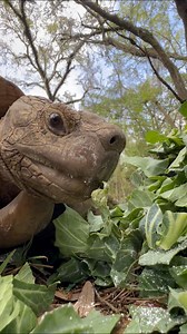 117K views · 3.1K reactions | Giant  eating a giant 綾to make a giant...