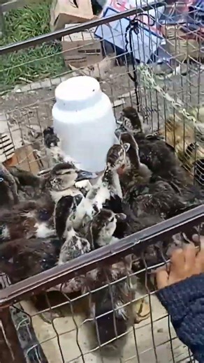 los aves q vimos en la feria de animales en cañar 🙏