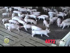 4872 Pig Mat with Handles
