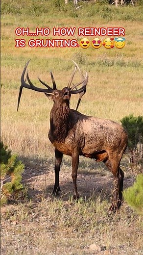 #OH...HO HOW REINDEER IS GRUNTING.🤩😍🥰😇