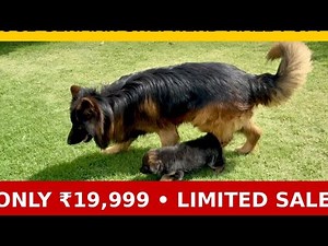 ₹19,999 ONLY? GSD PUPPY! || KING SIZE GERMAN SHEPHERD PUPPY || DOGGYZ WORLD KENNEL