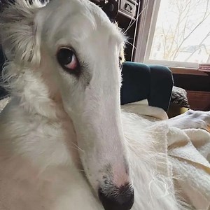 rulesandprivacy - Twitch