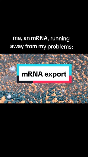 Once transcribed, mRNA must be spliced (removal of introns) and processed (addition of 5' m7G cap and 3' poly A tail) before it is ready for export from the nucleus. The mature mRNA will form a complex with various RNA-binding proteins to form an export-competent mRNP that can then dock and exit through a nuclear pore. 🎥biolution #biologyclass #biologymemes #premed #apbiology #apbio #womeninstem #womeninstem
