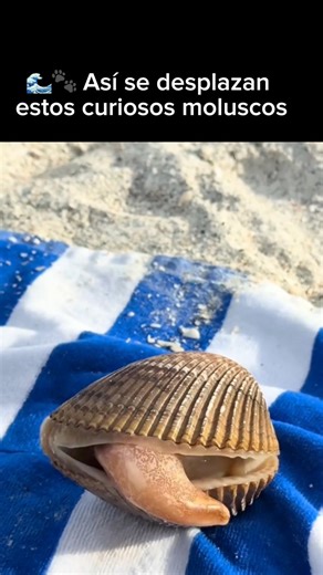 Did you know clams can move using a powerful organ called a “muscular foot”? 🐚 It helps them dig, jump, and travel under the sand — proof that even these quiet creatures have fascinating skills beneath the waves. 🌊. #DidYouKnow #MarineLife #SeaFacts #OceanSecrets #AnimalCuriosities #WildlifeWonder #NatureDocumentary #ScienceFacts #EducationalContent #HighCPM #USA #Canada #UK #Australia #OceanLovers #ViralFacts #CuriousMind #SeaCreatures #UnderwaterWorld | John DatoX