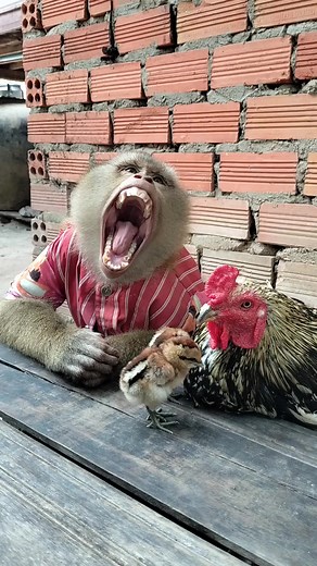 194K views · 4.2K reactions | Best Video Of Monkey SokYaa, To To And Family Are Amazing #Reels #reelsfypシ #Dog #reelschallenge #sokyya #ImageSEOTrends #FunnySokYaa #IQ #viral #MeganFox #kyliejenner #trending #viral #reels #game #sports #quiz #quizinstagram | Monkey Anita | Facebook