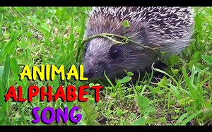 【英文儿歌】 Animal alphabet song