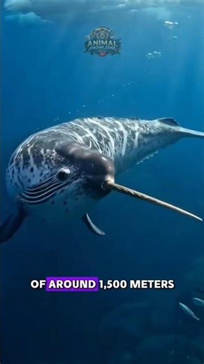 This Horned Whale Actually Exists Unbelievable Facts About Narwhals‼️#narwhal #animalfacts #wildlife