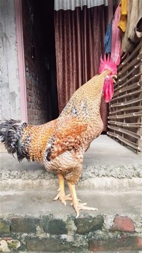 Rooster crowing sound compilation #animals #assel #chicken