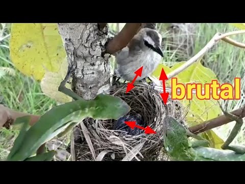 chameleons eat baby birds in nests