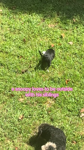 Snoopy loves being outside with his siblings — cute dog video