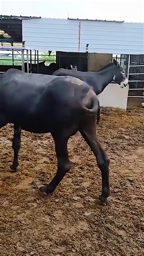 Donkey love #donkeybreeding #donkeybreeding #donkeylove 3donkeylife #virla #fyp #tiktok