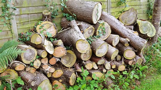 Ditch The Traditional Bird House: Turn An Old Log Into Something Much Cuter