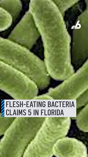 A flesh-eating bacteria has killed 5 people in Florida since January.⁠ ⁠ The CDC says anyone can get infected if they have open wounds or eat raw shellfish.⁠ ⁠ 📲 Tap the link to watch more things you need to know and how to stay safe from this rare bacteria: http://on.nbc6.com/dtFsXp1 ⁠ #Vibriovulnificus #Bacteria #florida #oysters
