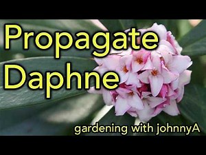 How To Propagate Daphne | Step-by-Step Guide for Success