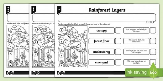 Differentiated Rainforest Layers Activity Sheet
