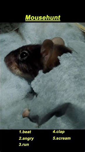 Mouse Hunt (1997) – Two People Try to Catch a Clever Mouse!