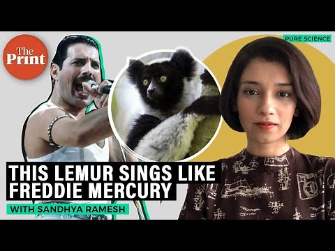 This lemur sings like Freddie Mercury
