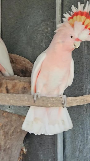 Discover the Endangered Pink Cockatoo