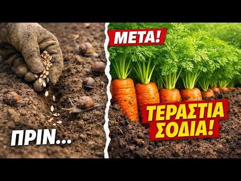 Φύτεψα ΞΕΡΟΥΣ σπόρους και... ΑΠΛΑ ΤΟ ΞΕΧΑΣΑ! Η μέθοδος για τους «τεμπέληδες» που αλλάζει τα πάντα.
