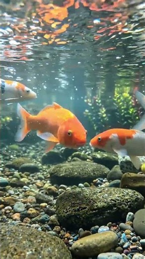 Relaxing Koi Fish Underwater POV | ASMR Natural Water Sounds