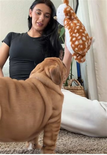 Adorable English Bulldog Puppy Throwback Moments